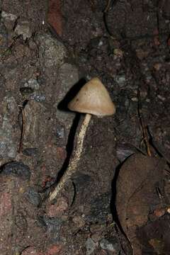 Image of Psilocybe zapotecorum R. Heim 1957