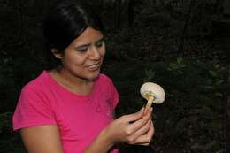 Image of Boletellus