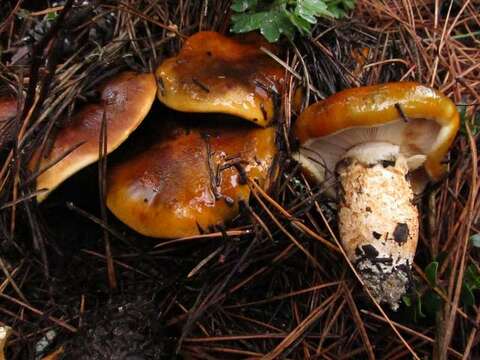 Tricholoma focale (Fr.) Ricken 1914 resmi