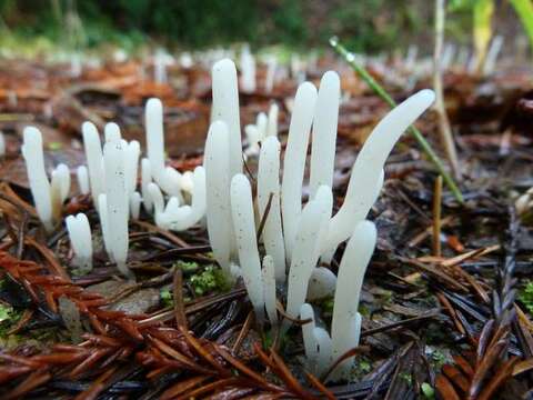 Clavaria resmi