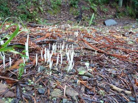 Clavaria resmi