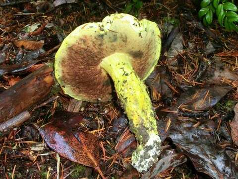 Image of Pulveroboletus