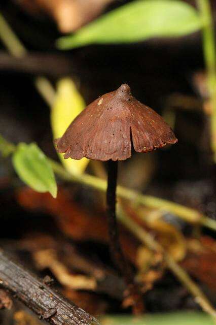 Image de Psilocybe banderillensis Guzmán 1978