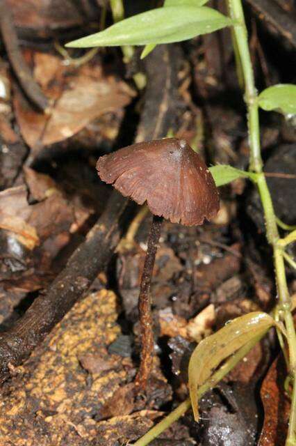 Image of Psilocybe banderillensis Guzmán 1978