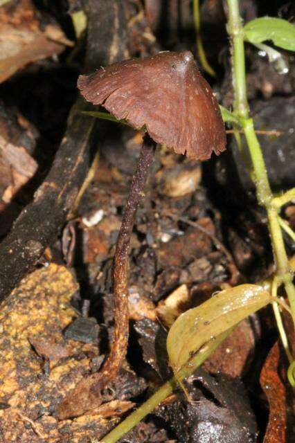 Image de Psilocybe banderillensis Guzmán 1978