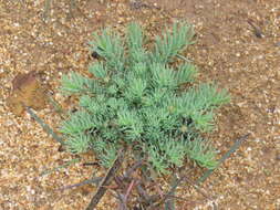 Image of Wreath Flower