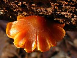 Image of Galerina