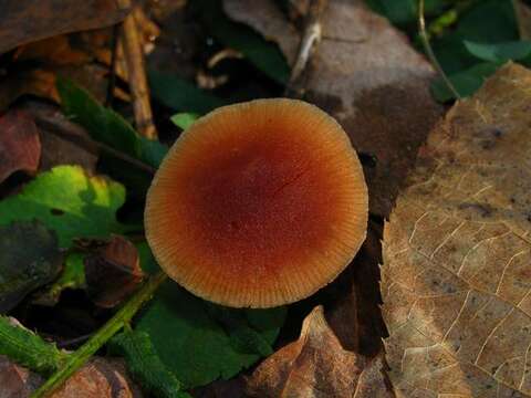 Image of Tubariaceae