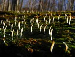 Image de Clavulinaceae