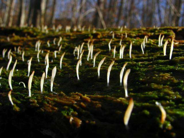 Image de Clavulinaceae