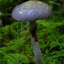 Plancia ëd Cortinarius betulinus J. Favre 1948