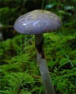 Imagem de Cortinarius betulinus J. Favre 1948