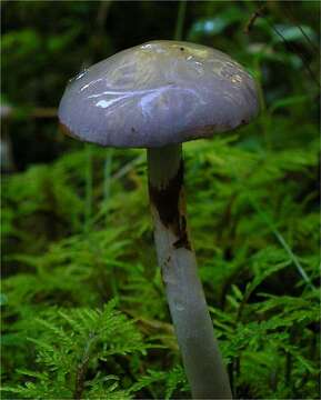 Imagem de Cortinarius betulinus J. Favre 1948