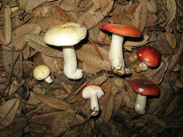 Image of Russula cremoricolor Earle 1902