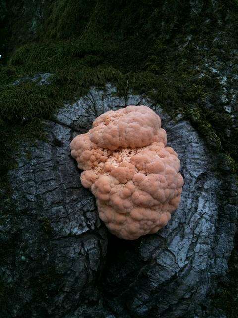 Image of tooth fungi