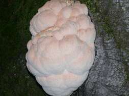 Image of tooth fungi