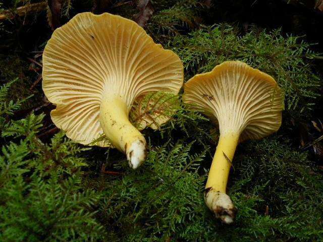 Image of Cantharellus formosus Corner 1966