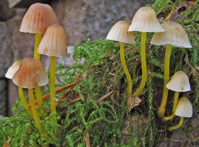 Image of Bonnet Mushroom