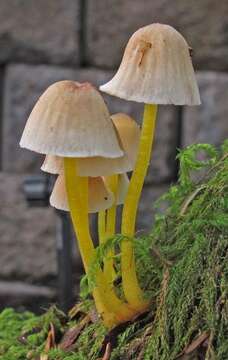 Image of Mycena