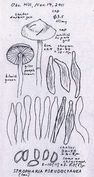 Image of Stropharia