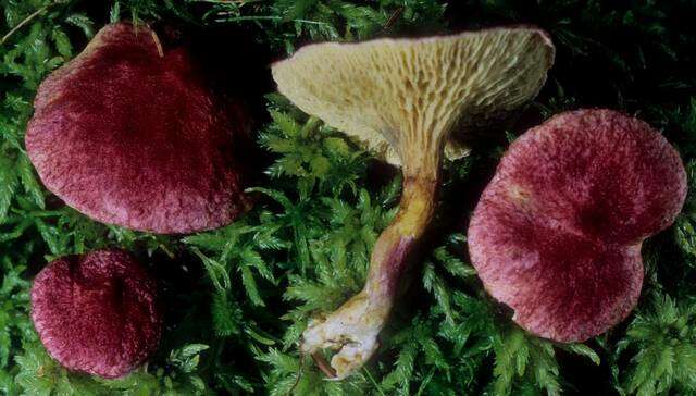 Image of Boletus paluster Peck 1872