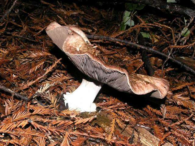 Plancia ëd Agaricus subrutilescens (Kauffman) Hotson & D. E. Stuntz 1938