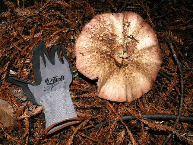 Plancia ëd Agaricus subrutilescens (Kauffman) Hotson & D. E. Stuntz 1938