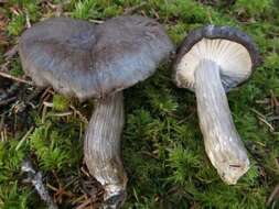 Image de Hygrophore à lamelles arquées