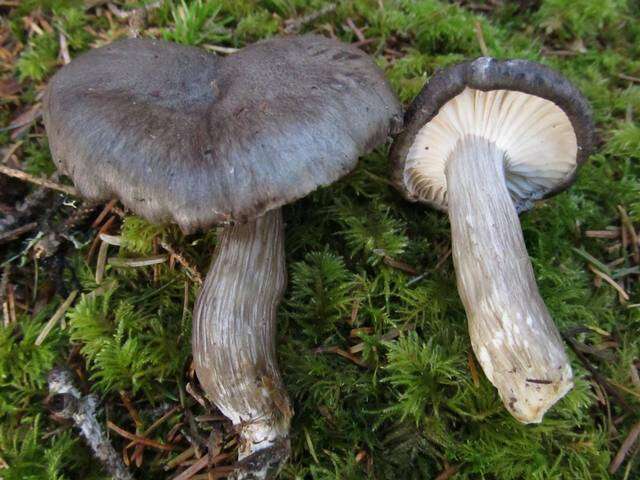 Image of Hygrophorus camarophyllus (Alb. & Schwein.) Dumée, Grandjean & Maire 1912