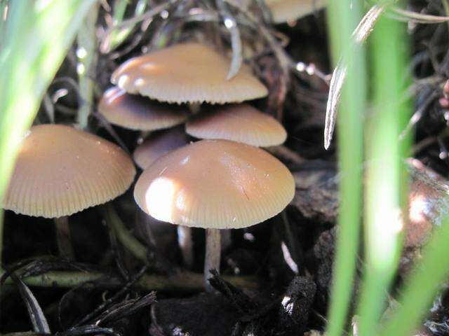 Image of Psilocybe