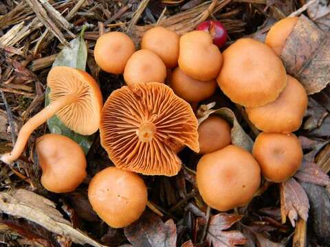 Image of Tubariaceae