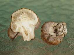 Image of Inocybe multifolia Braaten, M. G. Wood & Matheny 2013