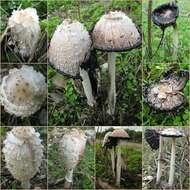 Image of Coprinus