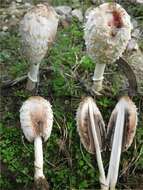 Image of Coprinus