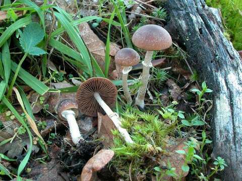 Image de Psathyrella longistriata (Murrill) A. H. Sm. 1949