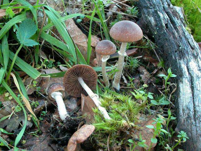 Plancia ëd Psathyrella longistriata (Murrill) A. H. Sm. 1949