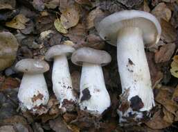 Image of Clitocybe