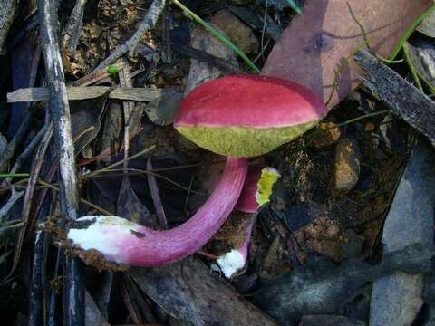 Image of Boletellus