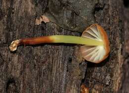 Image of Marasmiaceae