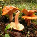 Image of Lactarius subviscidus Hesler & A. H. Sm. 1979