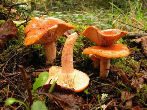 Sivun Lactarius subviscidus Hesler & A. H. Sm. 1979 kuva