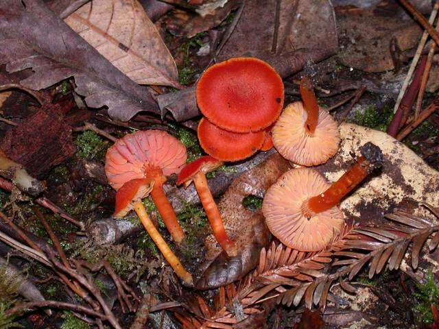 Image of waxcaps (fungi)