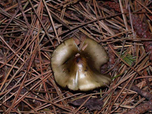 Plancia ëd Phaeocollybia olivacea A. H. Sm. 1957