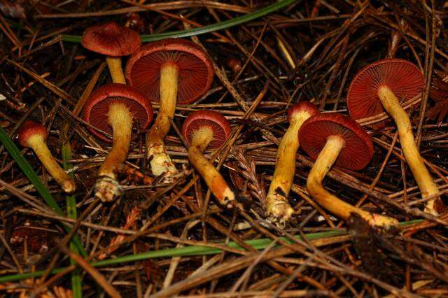 Image of Cortinarius smithii Ammirati, Niskanen & Liimat. 2013