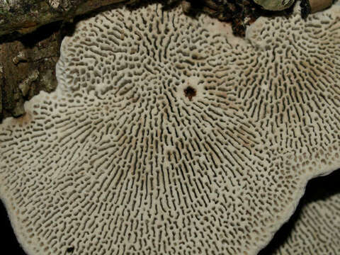 Image of Daedaleopsis