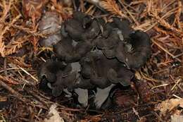 Image of Craterellus