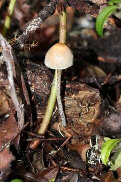 Image of Hypholoma