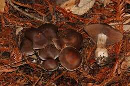 Image of Cortinarius cisqhale Bojantchev 2013