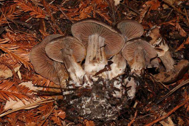 Image of Cortinarius cisqhale Bojantchev 2013