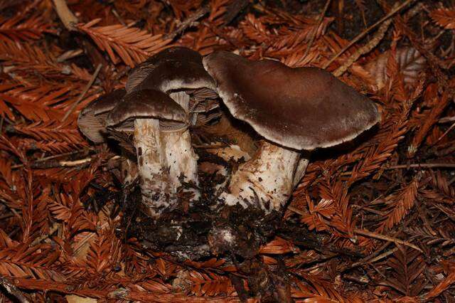 Image of Cortinarius cisqhale Bojantchev 2013